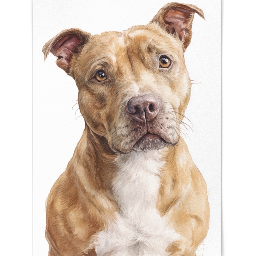 American Fawn Pit Bull Terrier Watercolor Wall Art Print Poster - Unframed - Picture 2 of 5